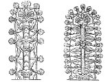 Assyrian images of sacred trees